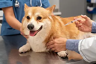 Gastos com veterinário poderão ser descontados do Imposto de Renda propõe senador