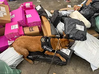 Cão farejador encontra 1,1 kg de ecstasy em encomenda e 4 são detidos em MS