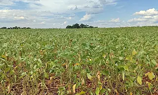 Seca atinge níveis severos em regiões do Mato Grosso do Sul, aponta Cemtec