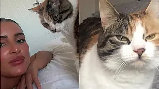 Gata desaparecida há 10 anos volta para casa na véspera do aniversário da dona