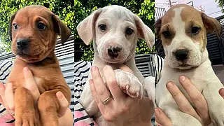 Feira de adoção reúne cães e gatos à espera de um novo lar neste sábado