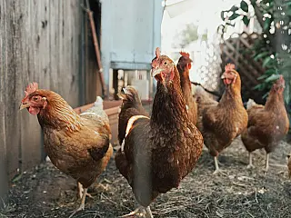 México suspende compra de frango brasileiro após confirmação de doença em granja
