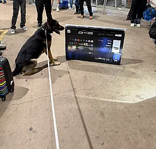 Cão farejador encontra 5 kg de haxixe escondidos dentro de TV em Campo Grande