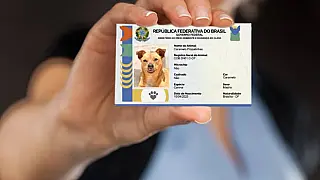 MS tem mais de 14 mil cães e gatos cadastrados em sistema nacional