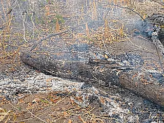 Queimada destrói mais de 2 mil hectares e gera multa de R$ 21 milhões em MS