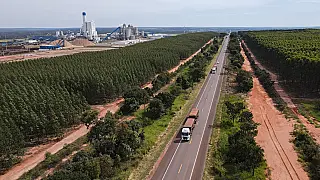 MS celebra 49 anos de história consolidado como potência no setor da celulose do Brasil