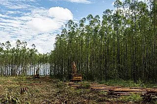 Suzano abre 12 vagas de emprego em duas cidades de Mato Grosso do Sul
