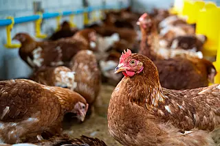 Doença de Newcastle: México retoma importação de produtos avícolas do Brasil