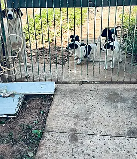 Após ser abandonada, Luna e quatro filhotes precisam de um lar em Campo Grande