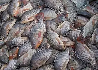 Exportação de tilápia dobra em um ano, mostra Cepea