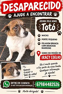 Família faz apelo para encontrar o cachorrinho Totó, desaparecido no Bairro Iracy Coelho